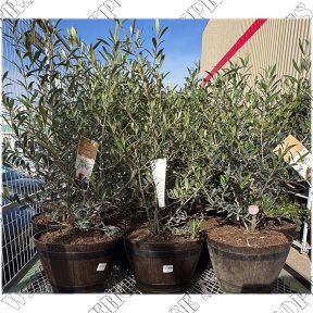3 Gallon Olive Tree