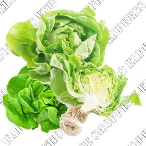 Live Butter Lettuce