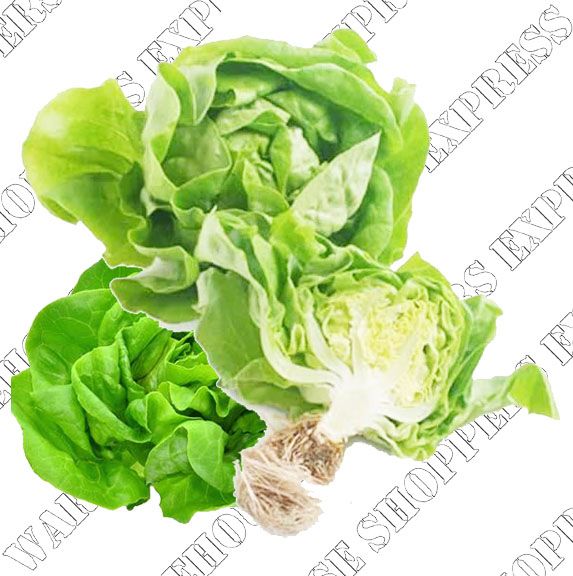 Live Butter Lettuce